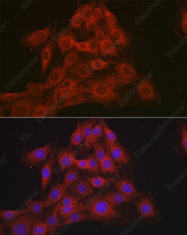 Иммунофлуоресценция, Mineralocorticoid receptor, клетки C6