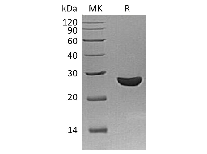 Валидация Elabscience PKSQ050086(5454)