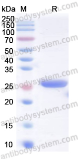 Валидация AntibodySystem YHF53401