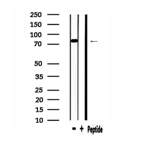 Валидация AssayVector ARM2475(4409)