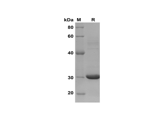 Валидация Elabscience PDEH100610(122)