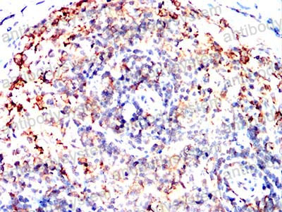 Валидация AntibodySystem RHA52803 (162)