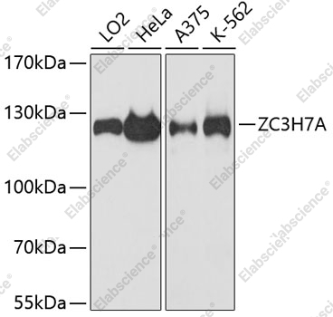 Вестерн-блоттинг, ZC3H7A, различные клеточные линии