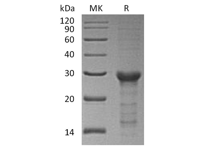 Валидация Elabscience PKSH033528(3830)