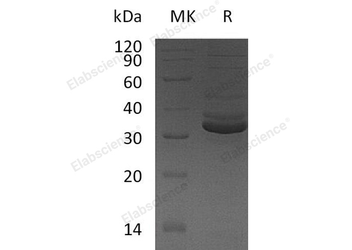 Валидация Elabscience PKSH032505(2966)