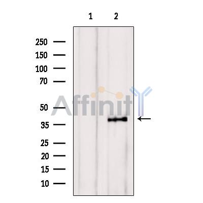 Валидация Affinity AF5279 - 2807