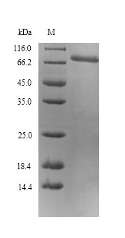 SDS-PAGE