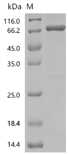SDS-PAGE
