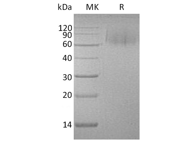 Валидация Elabscience PKSH033481(3787)