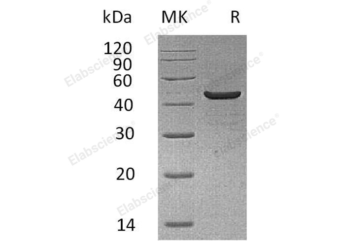 Валидация Elabscience PKSH032285(2787)