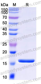 AHD12604, SDS-PAGE