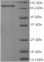 SDS-PAGE