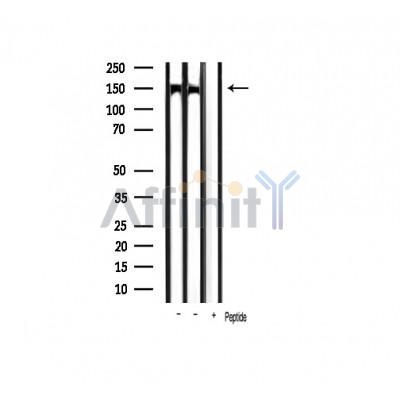 Валидация Affinity AF6281 - 3535