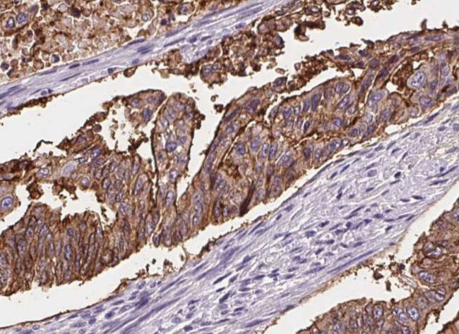 Валидация AssayVector ARM1171(476)