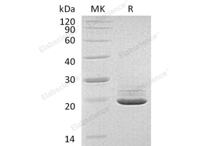 Валидация Elabscience PKSH032937(3332)
