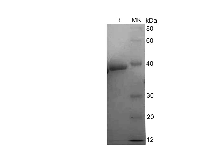 Валидация Elabscience PDEH100715(190)