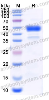 AHE07702, SDS-PAGE