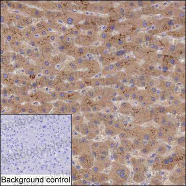 Валидация AntibodySystem RHE61701