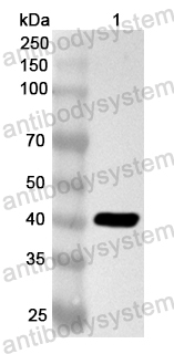 Валидация AntibodySystem PHA59201