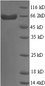 SDS-PAGE
