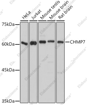 Вестерн-блоттинг, CHMP7, различные клеточные линии