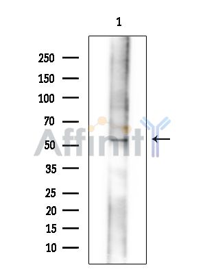 Валидация Affinity DF15040 - 11257