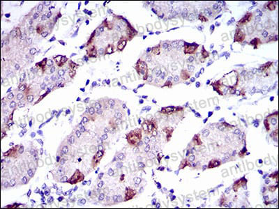 Валидация AntibodySystem RHN99802