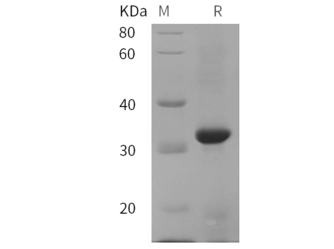 Валидация Elabscience PDEC100006(8)