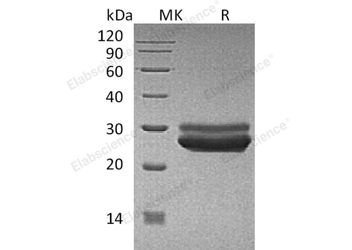 Валидация Elabscience PKSH032930(3328)