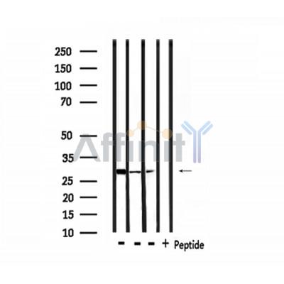 Валидация Affinity DF3491 - 14407