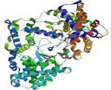 Neprilysin (NEP) - CD10
