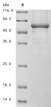 SDS-PAGE