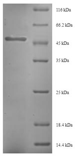 SDS-PAGE
