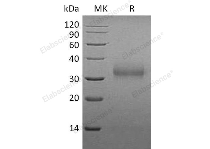 Валидация Elabscience PKSM041137(5050)