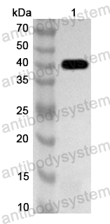 Валидация AntibodySystem PXX21201