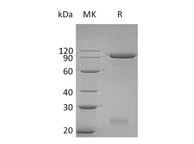 Валидация Elabscience PKSH033017(3398)