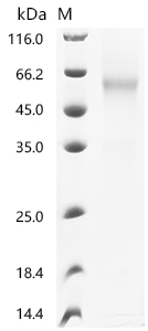 SDS-PAGE