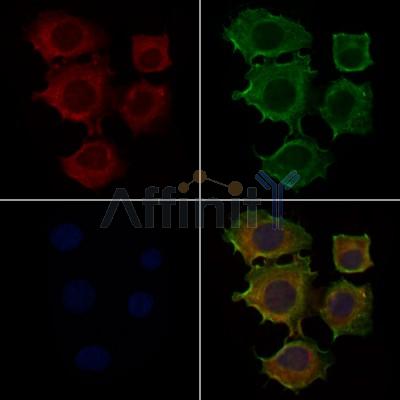 Валидация Affinity DF7745 - 19552