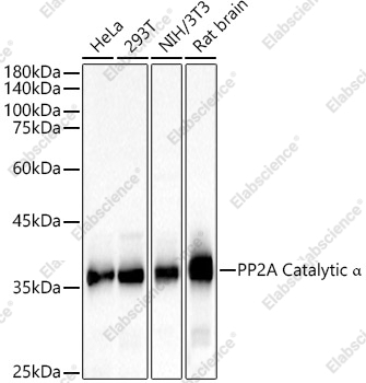 Вестерн-блоттинг, PP2A Catalytic α, различные лизаты