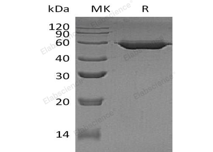 Валидация Elabscience PKSH033247(3587)