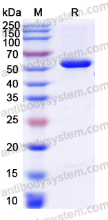 YHF95802, SDS-PAGE