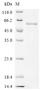 SDS-PAGE