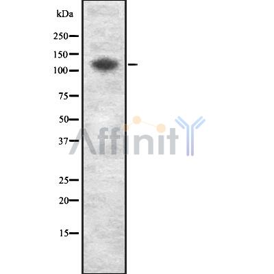Валидация Affinity DF8158 - 20008