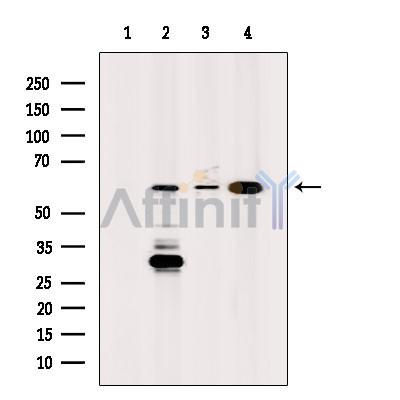 Валидация Affinity DF7044 - 18679