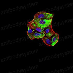 Валидация IF - AntibodySystem RVV44701 (1734)
