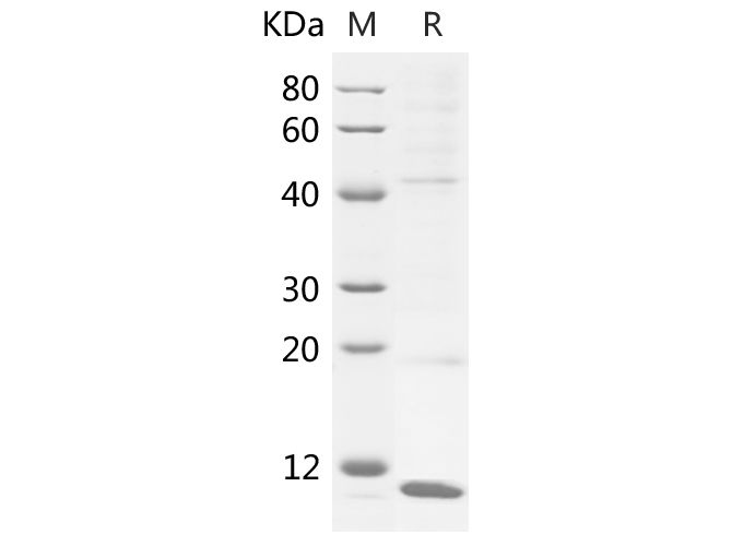 Валидация Elabscience PDEM100208(546)