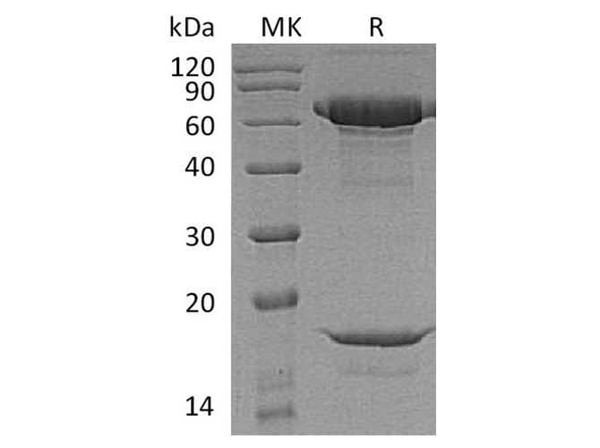 Валидация Elabscience PKSQ050064(5433)
