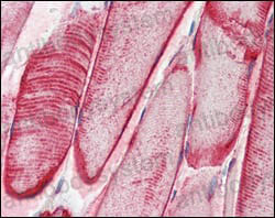 Валидация AntibodySystem RHB97902