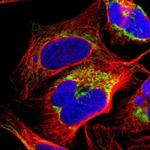 Валидация AssayVector ARM2181(3566)