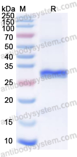 Валидация AntibodySystem YHJ30401